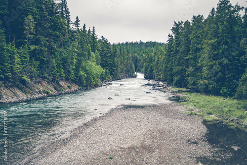 River stream surrounded by pine trees