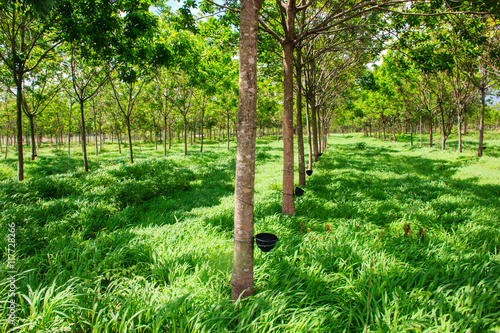 rubber plantation tree
