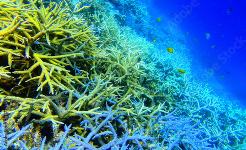 宮古島 八重干瀬の珊瑚礁