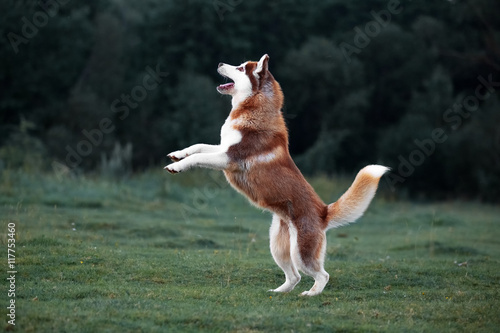 Husky dog play on the evening walk 