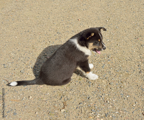 Lapponian Herder. Puppy