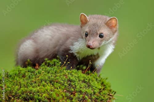 Wildlife scene, France. Stone marten, Martes foina, with clear green background. Beech marten, detail portrait of forest animal. Small predator sitting on the beautiful green moss stone in the forest.