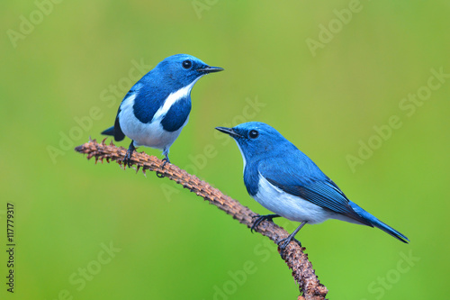 Ultramarine Flycatcher