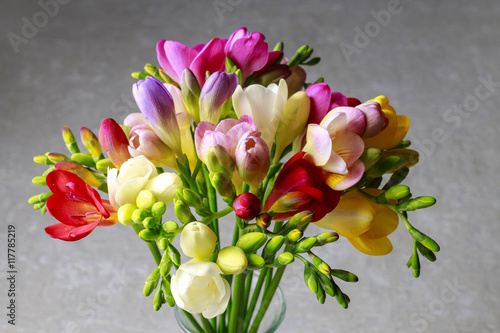 Colorful freesia flowers on grey background