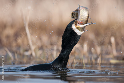 Kormoran Phalacrocorax carbo