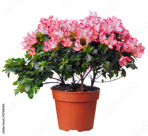 Azalea in pot.Flwoers.Isolated.