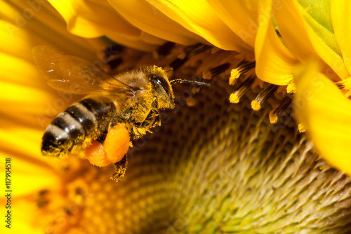 Flying european honey bee