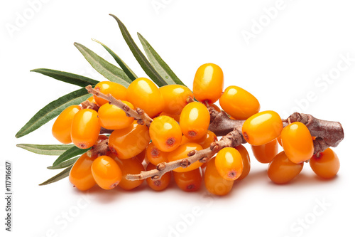 Branch of sea buckthorn berries, clipping paths