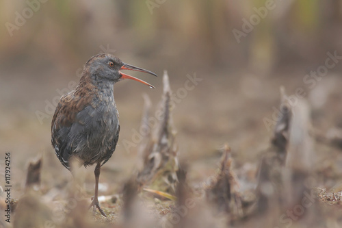 Wodnik Rallus aquaticus 