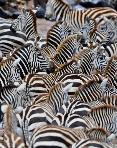 Zebras in the big herd during the great migration in masai mara, wild africa, african wildlife, animals in their nature habitat