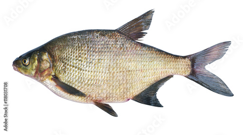 Bream ( Abramis brama ) on a white background