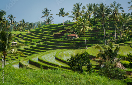 Pola ryżowe z Bali