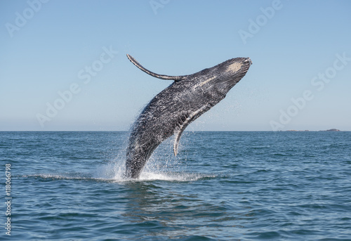 Humpback whale breaching