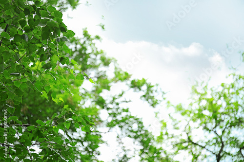 Tree branches with green leaves on sky background