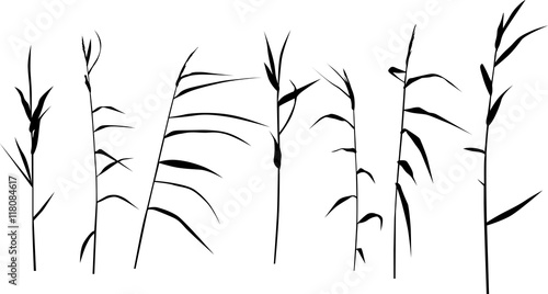 set of seven reed silhouettes isolated on white
