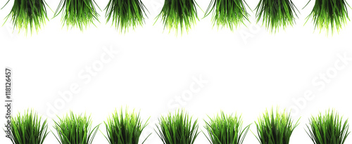 Sedge in a pot on a white background. Panorama.