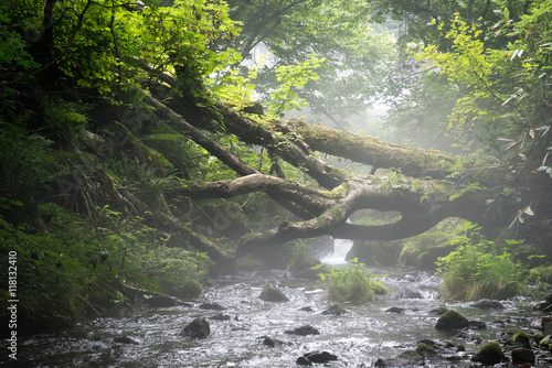 fallen tree on mountain stream in a misty atmosphere. Mt. Daisen, Tottori Pref. Japan. 