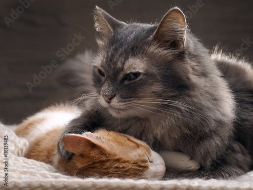 Big gray cat and a small white and red kitten lying together on a knitted rug. Cats symbol of comfort, home comfort, stability and tranquility