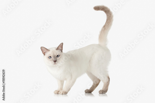 Kitten. Thai cat on white background