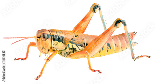 Short-horned grasshopper Podisma pedestris isolated on white background, lateral view.