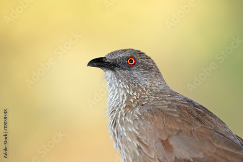 Portrait of an arrow-marked babbler (Turdoides jardineii), Kruger National Park, South Africa.