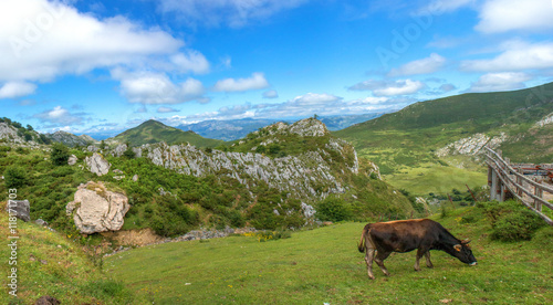 grasende Kuh im Parque Nacional de los Picos de Europa (Picos d’Europa) Asturies (Asturien, Asturias) Spanien (España)