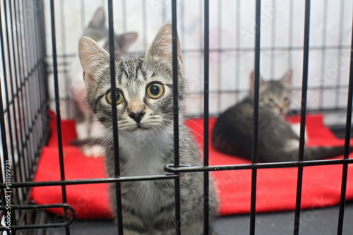 Little kittens in a cage