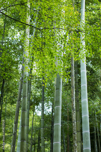 Japan Bamboo with Green Maple in Arashiyama Park for Nature Background.