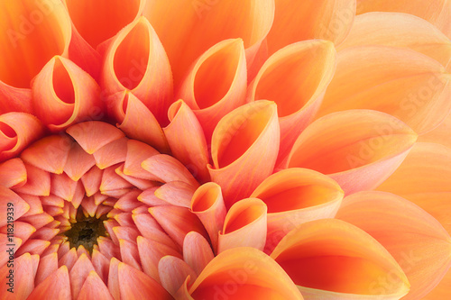 Orange flower petals, close up and macro of chrysanthemum, beautiful abstract background