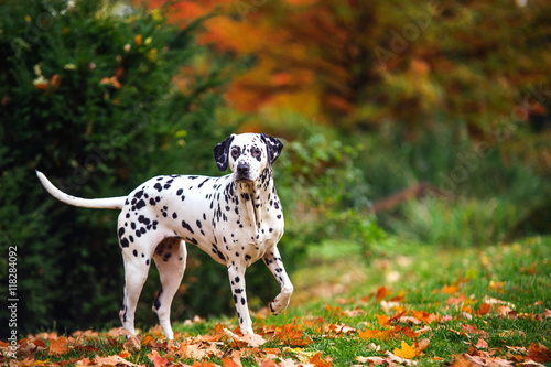 Dalmatian dog in autumn forest