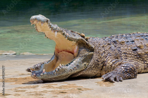 Crocodile / View of crocodile swamp with open mouth.