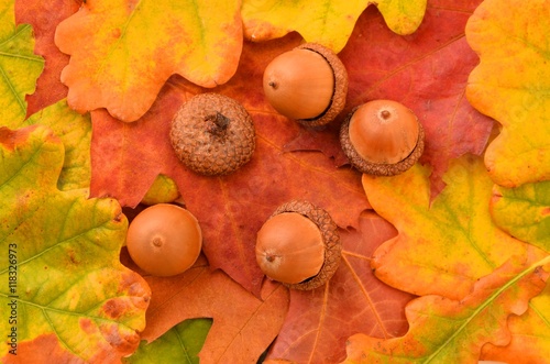 Acorn and autumn leaves. 
