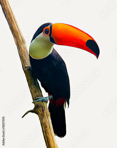 The Toucan Toco sitting on a branch isolated on white