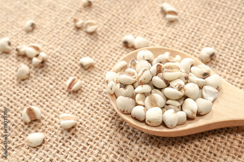 Job's tears on wooden spoon with Job's tears scattered on the sack cloth fabric background, Job's tears, Millet grains, Organic. Vegetarian and healthy diet concept.