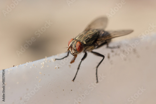 big fly on a white surface in macro