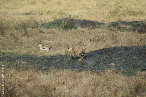 Lionne chassant une gazelle Serengeti