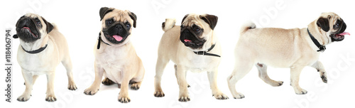 Funny, cute and playful pug dog collection isolated on white