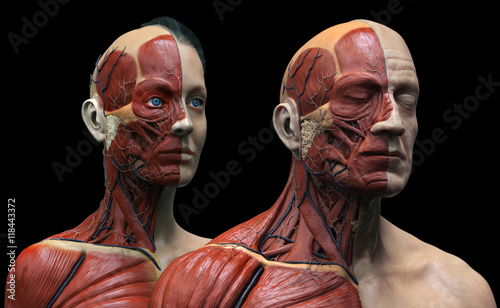 Human anatomy background , male and female , muscle anatomy of the face neck chest and shoulder ,realistic 3D rendering