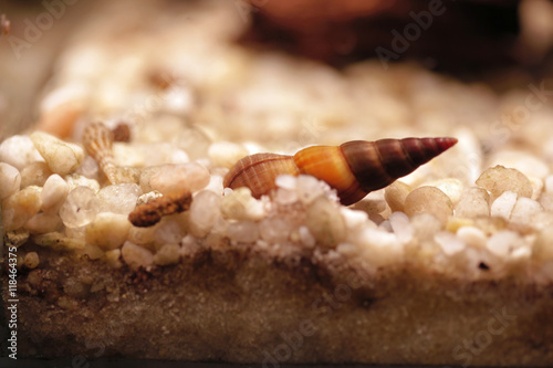 ślimak na piasku w akwarium