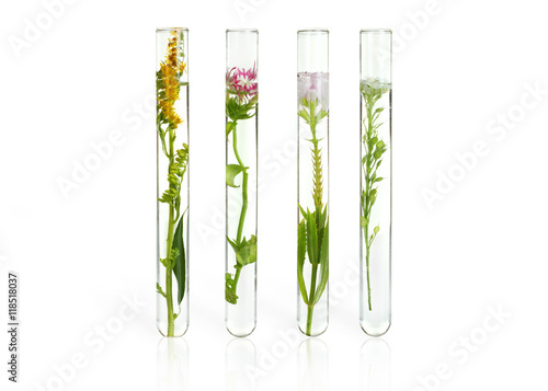 Flowers and plants in test tubes on wooden background. The concept of biological research