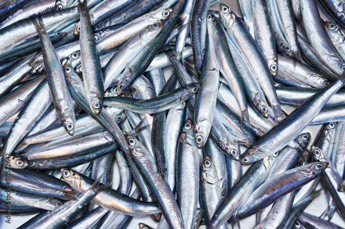 Fresh anchovies from Mediterranean sea