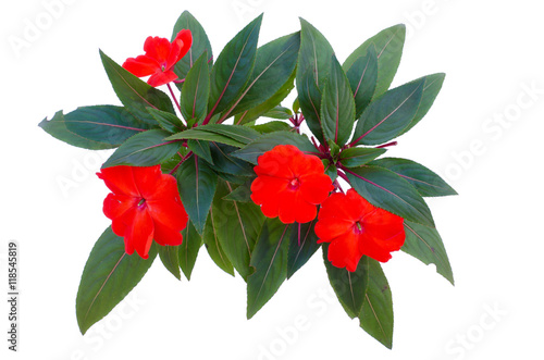 New Guinea impatiens flowers isolated on white background with c