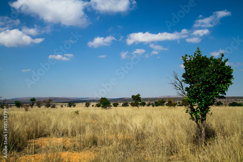 Bushveld