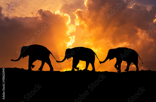 silhouette elephants relationship with trunk hold family tail walking together on sunset