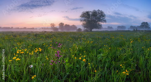 Field of Flowers at dawn