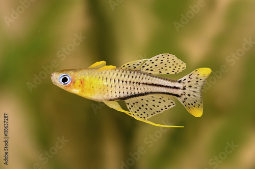 spotted blue eyed rainbow fish Pseudomugil gertrudae aquarium fish Gertrude's Blue-Eye