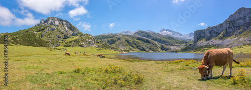 Kuh im Parque Nacional de los Picos de Europa (Picos d’Europa) Asturies (Asturien, Asturias) Spanien (España)
