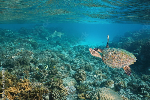A hawksbill sea turtle underwater on a shallow coral reef with a shark in background, Pacific ocean, Tuamotus, French Polynesia
