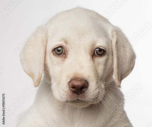 Cachorro de perro labrador blanco con ojos claros