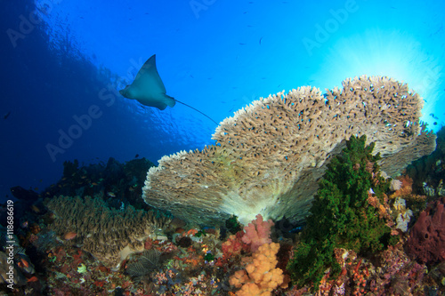 Spotted Eagle Ray swims over coral reef